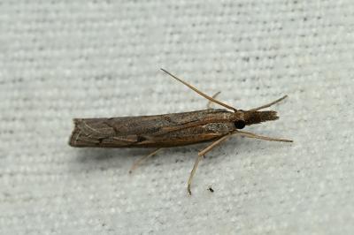 Pediasia contaminella