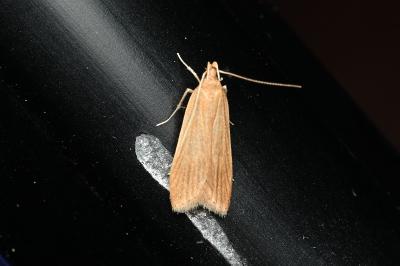 <i>Helcystogramma rufescens</i>