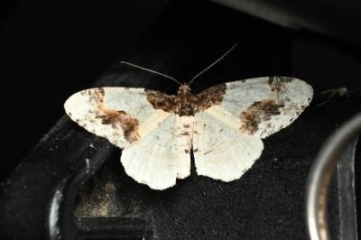 <i>Ligdia adustata</i>