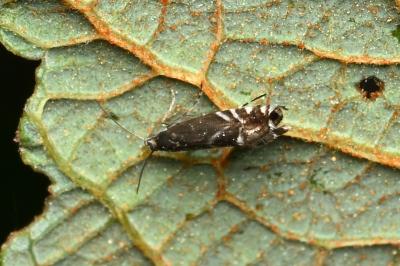 <i>Glyphipterix</i>
