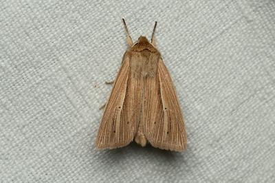<i>Mythimna impura</i>