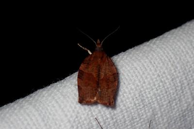 <i>Pandemis heparana</i>