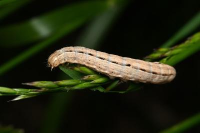 <i>Mythimna albipuncta</i>