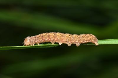 <i>Trigonophora flammea</i>