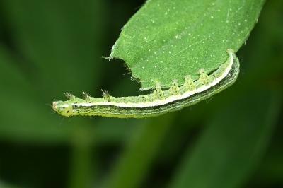 <i>Orthosia gothica</i>