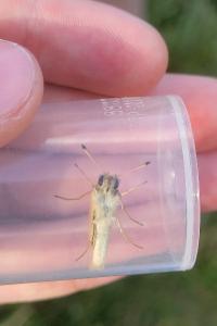 <i>Thymelicus lineola</i>