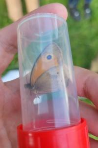 <i>Maniola jurtina</i>