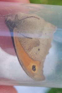 <i>Maniola jurtina</i>
