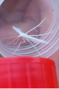 <i>Pterophorus pentadactylus</i>