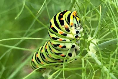 <i>Papilio machaon</i>