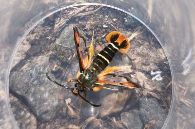 <i>Pyropteron chrysidiforme</i>