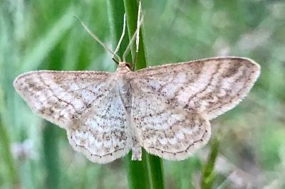<i>Idaea macilentaria</i>