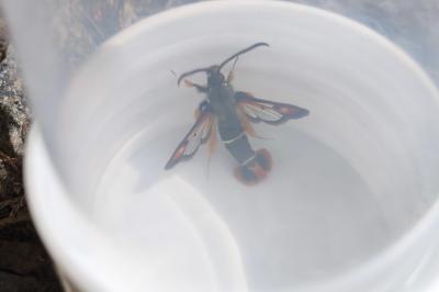 <i>Pyropteron chrysidiforme</i>