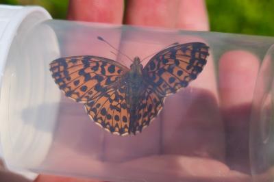 <i>Boloria dia</i>