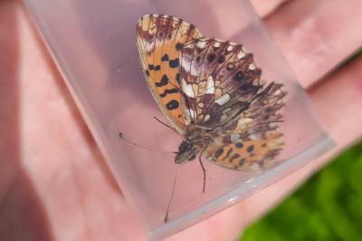 <i>Boloria dia</i>