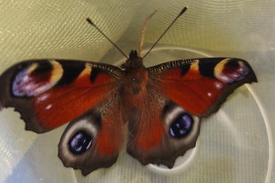 <i>Aglais io</i>