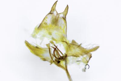 <i>Tischeria ekebladella</i>