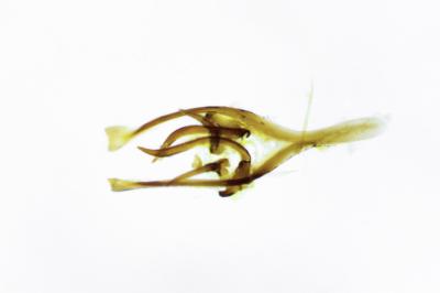 <i>Tischeria ekebladella</i>