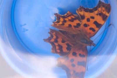 <i>Polygonia c-album</i>