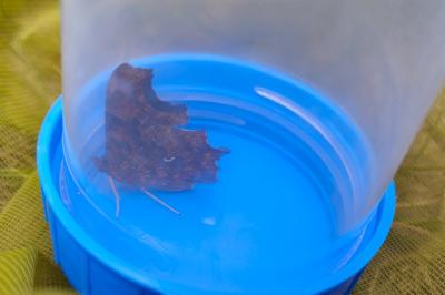 <i>Polygonia c-album</i>