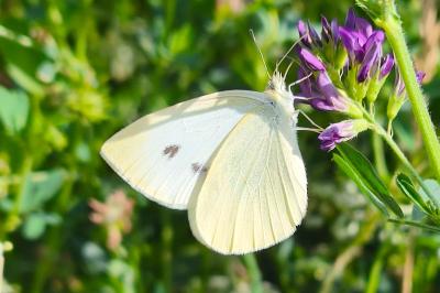 <i>Pieris rapae</i>