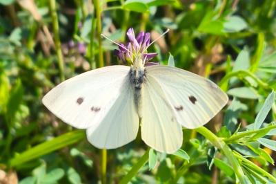<i>Pieris rapae</i>