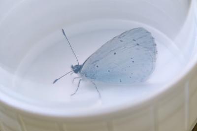 <i>Celastrina argiolus</i>