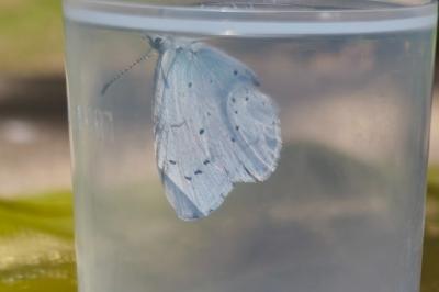 <i>Celastrina argiolus</i>