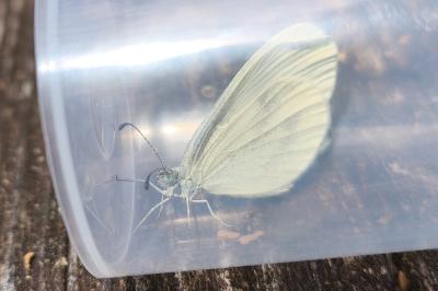 <i>Leptidea sinapis</i>