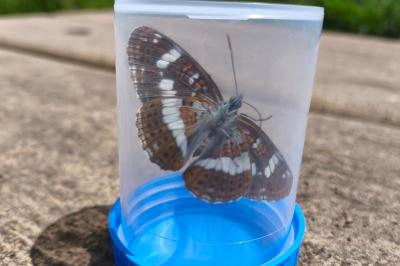 <i>Limenitis camilla</i>