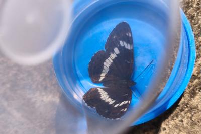 <i>Limenitis camilla</i>