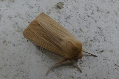 <i>Mythimna pallens</i>