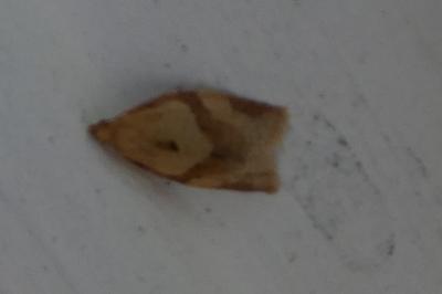 <i>Clepsis consimilana</i>