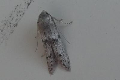 <i>Blastobasis</i>
