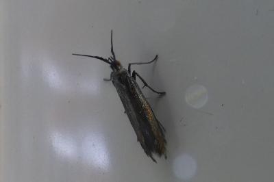 <i>Coleophora</i>