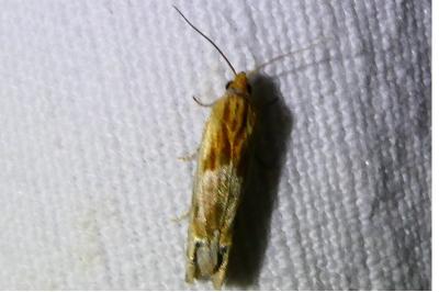 <i>Eucosma</i>