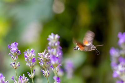 <i>Macroglossum stellatarum</i>