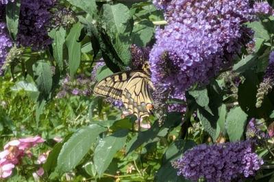 <i>Papilio machaon</i>
