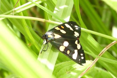 <i>Callimorpha dominula</i>