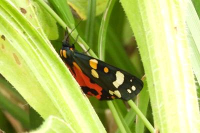 <i>Callimorpha dominula</i>