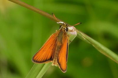 <i>Thymelicus lineola</i>