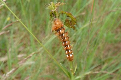 <i>Acronicta rumicis</i>