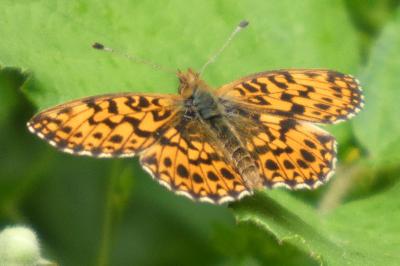 <i>Boloria dia</i>