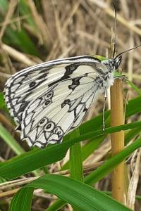 <i>Melanargia galathea</i>
