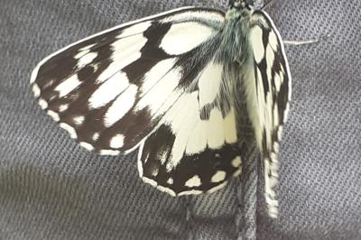 <i>Melanargia galathea</i>