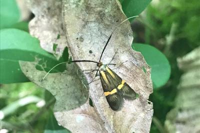<i>Nemophora degeerella</i>