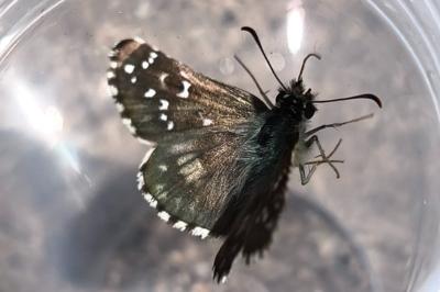 <i>Pyrgus armoricanus</i>