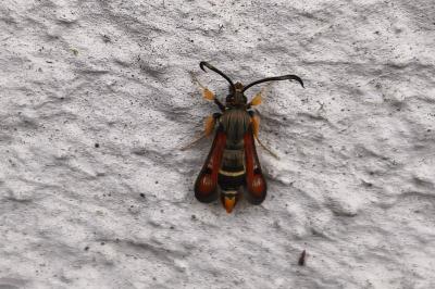 <i>Pyropteron chrysidiforme</i>