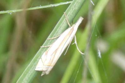 <i>Crambus pascuella</i>