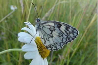 <i>Melanargia galathea</i>